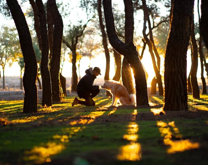 Relaxare fără ecrane - plimbare în parc cu câinele